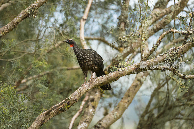 dusky - legs guan (Penelope obscura)